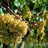 Razmnožavanje grožđa reznicama u jesen